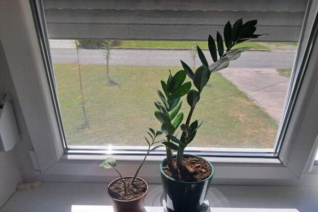 Эксперт напомнила об опасности некоторых комнатных растений