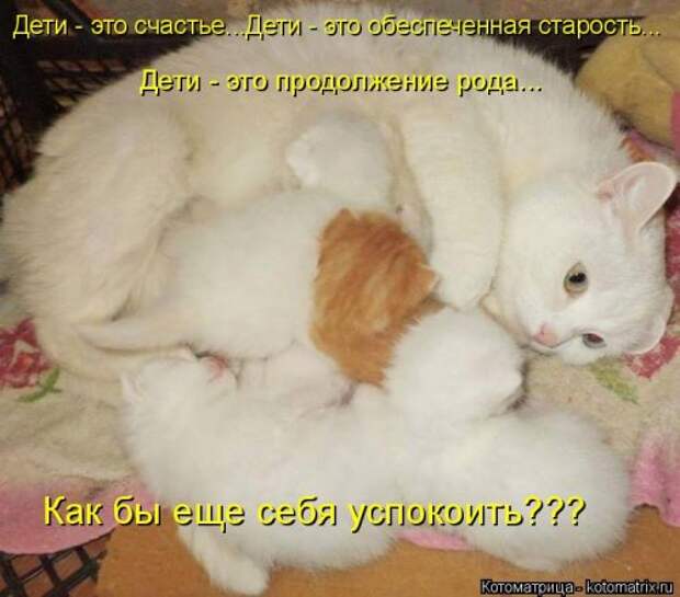 Котоматрица на Бугаге (34 фото)
