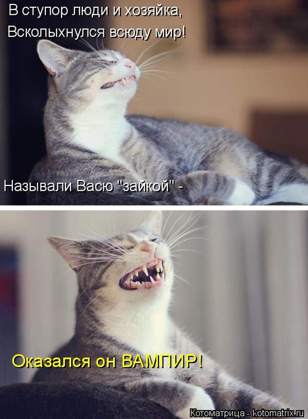 Котоматрица: В ступор люди и хозяйка, Всколыхнулся всюду мир! Называли Васю "зайкой" - Оказался он ВАМПИР!