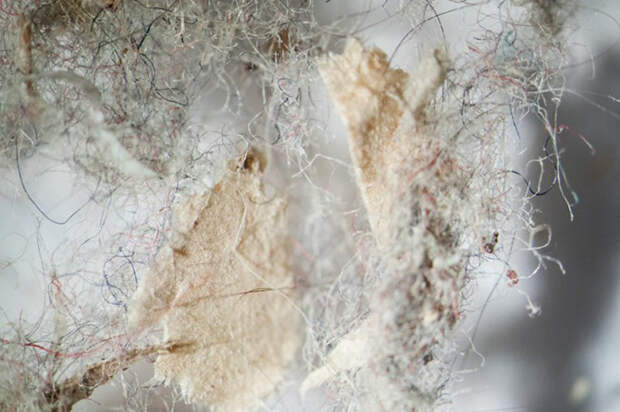 Как выглядит ваша домашняя пыль под микроскопом бактерии, ковер, микроскоп