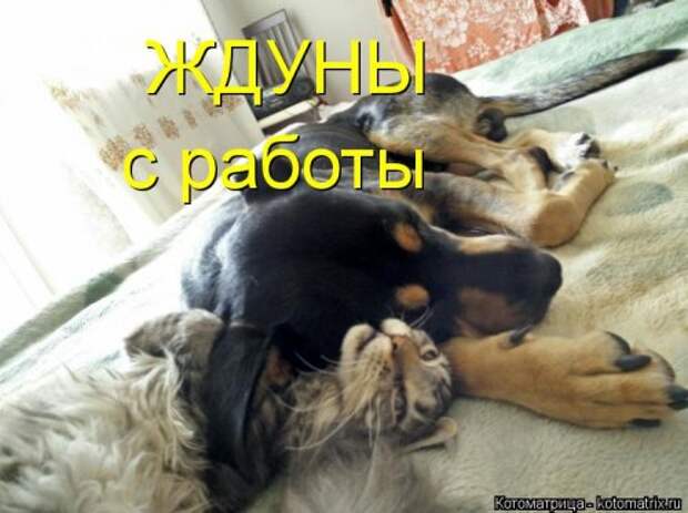 Свежая котоматрица для хорошего настроения (31 фото)