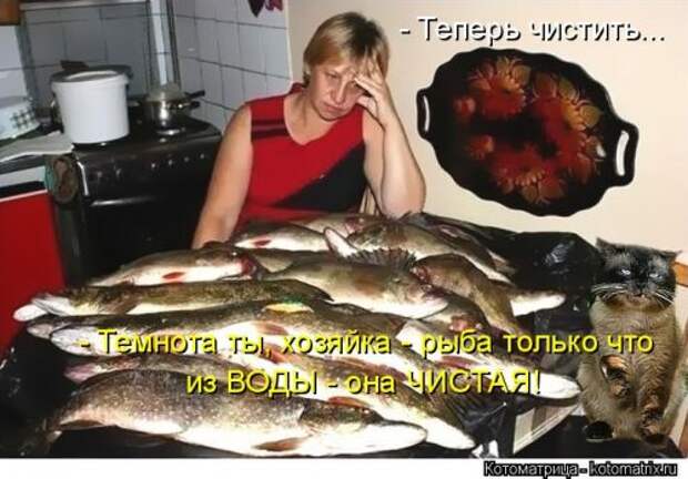 Свежая котоматрица (38 фото)