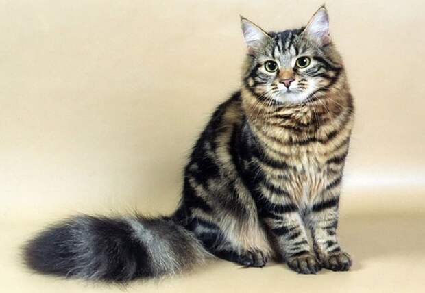 1. Сибирская кошка животные, коты