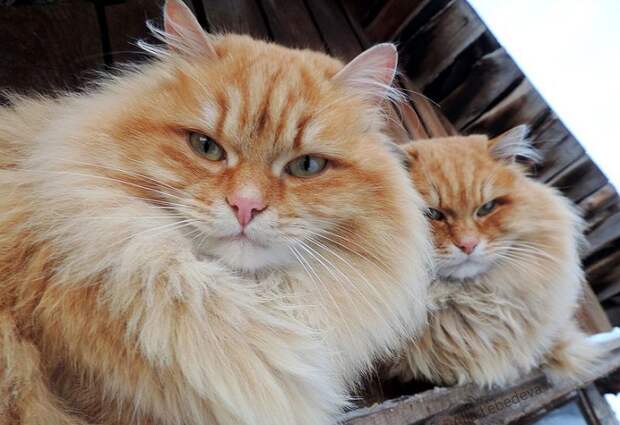 Siberian-Cats_photo-Alla-Lebedeva51