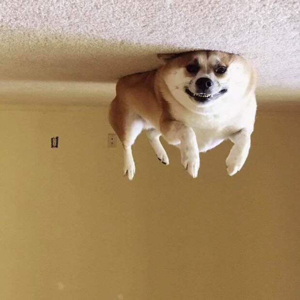 Собаки парят над потолком