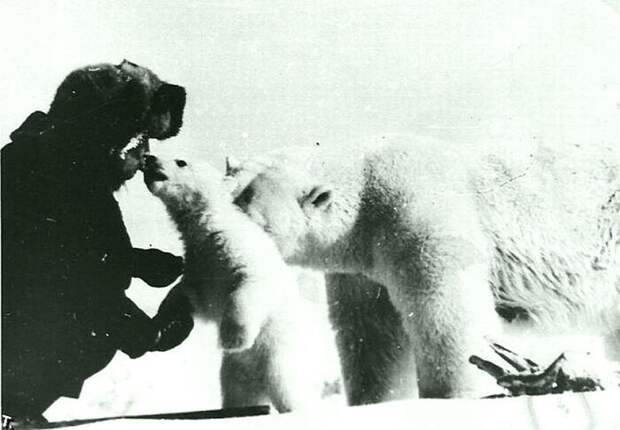 Человек, угощающий белых медведей консервированным сгущенным молоком. Россия, 1970-е годы 20 век, история, фотографии