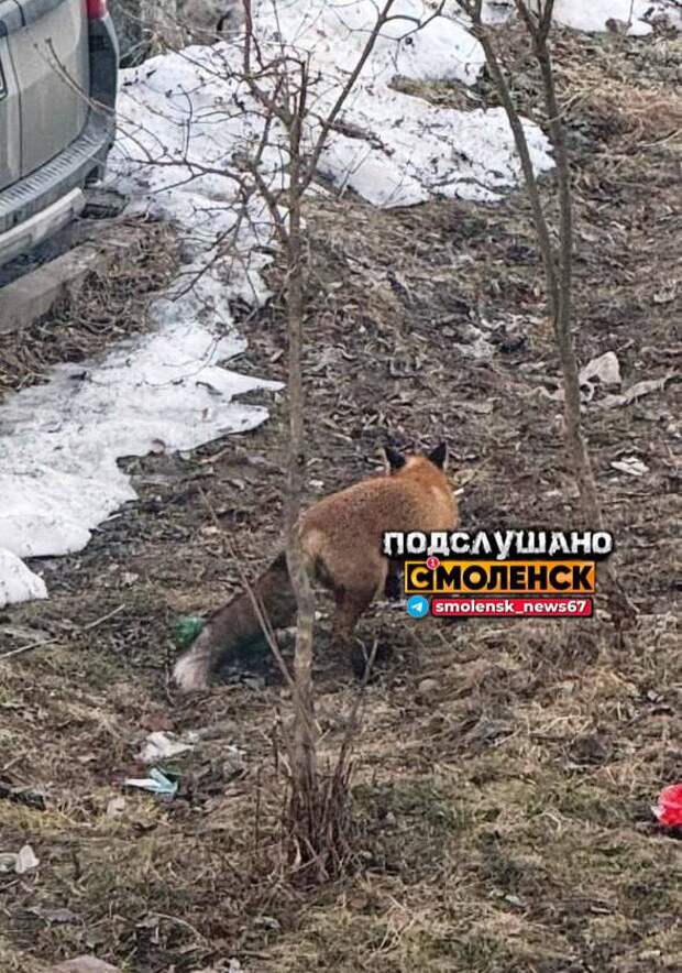 Возле смоленской школы заметили лису