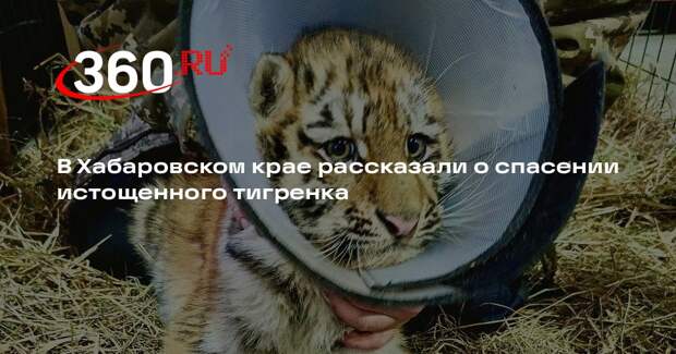 В Хабаровском крае рассказали о спасении истощенного тигренка