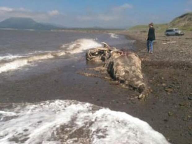 На Сахалине море выбросило на берег останки неизвестного науке чудовища На Сахалине море выбросило на берег останки неизвестного науке чудовища