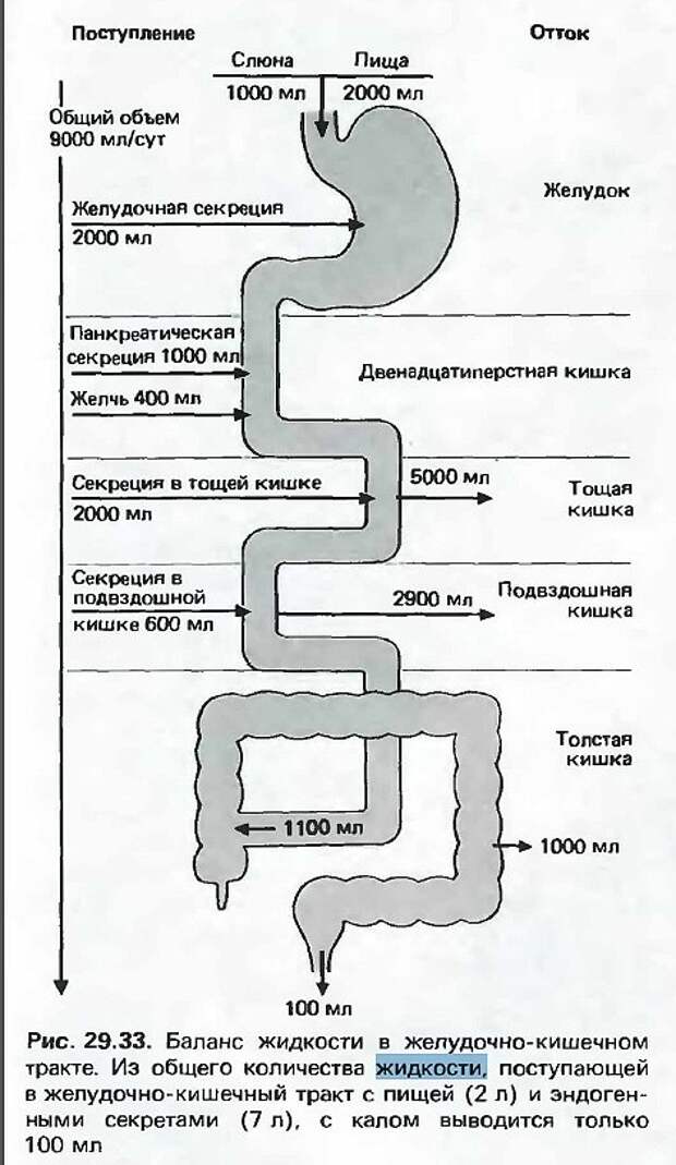 Схема движения пищи в организме