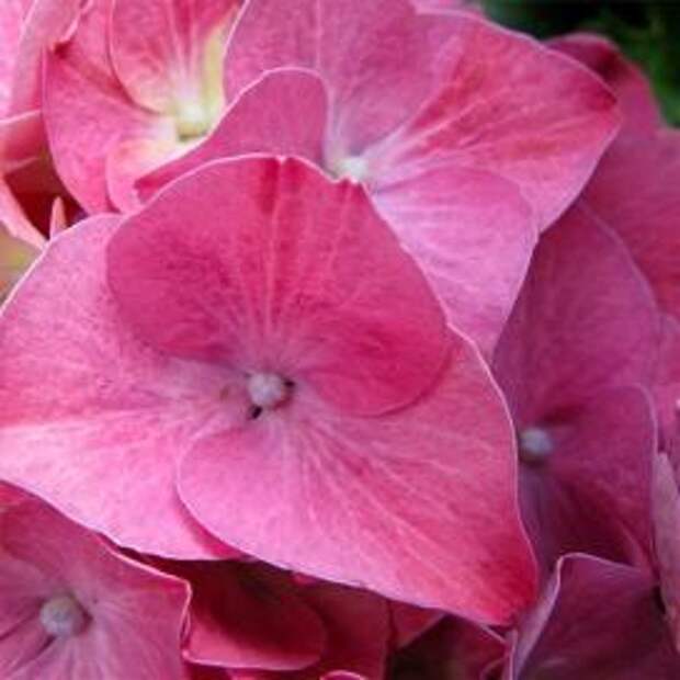 Гортензия крупнолистная (Hydrangea macrophylla)