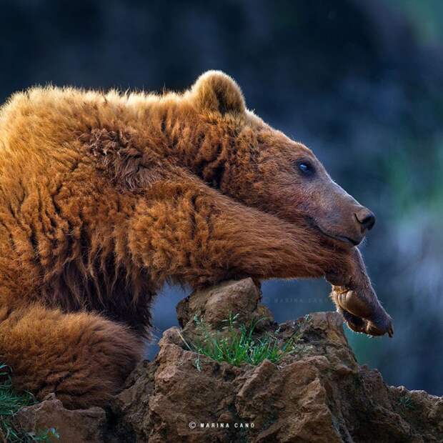 фотографии диких животных марина кано (2)