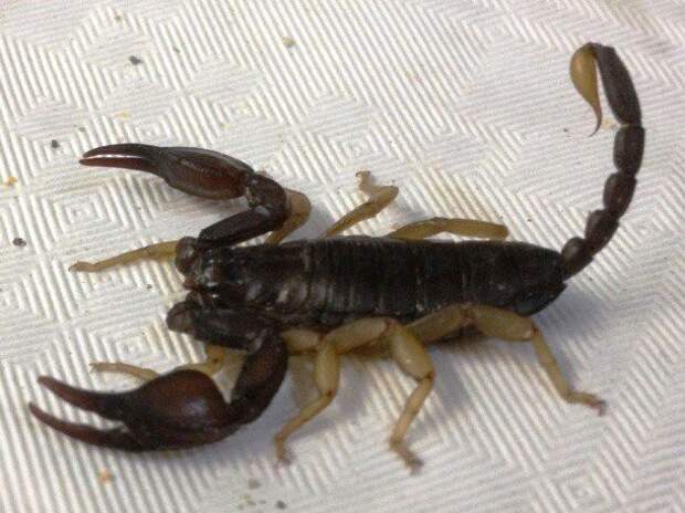15. Европейский желтохвостый скорпион (European yellow-tailed scorpion) животные, факты