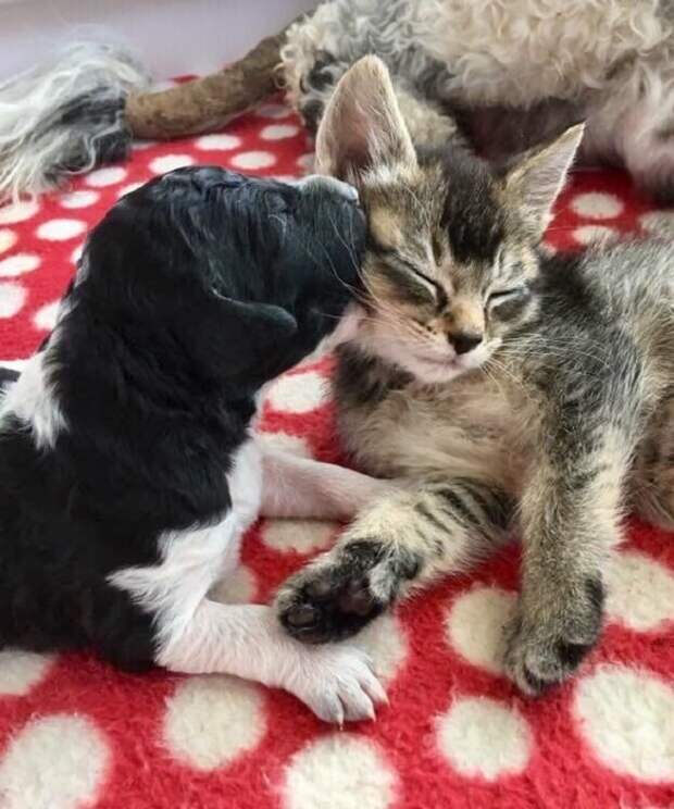 Щенок и котенок