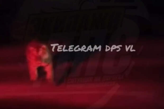 В Приморье тигр бросился на автомобиль с людьми и попал на видео