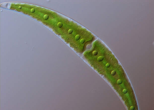 Водоросль chlorophyta макро, микро, микросъемка, микросъёмка