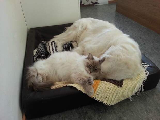 Коты влюбленные в собак животные, коты, собаки