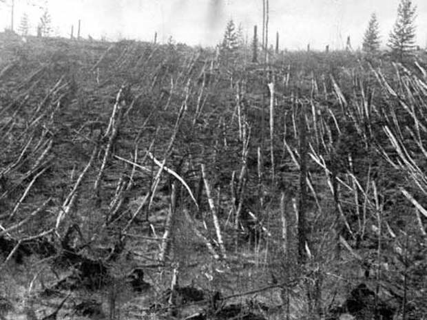 Лес после падения тунгусского метеорита Фотография поваленного леса