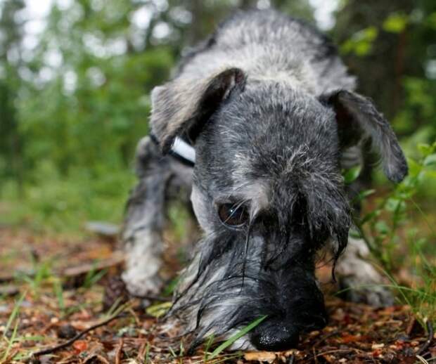 Новый Регион: В Финляндии собак наградили за спасение людей (ФОТО)