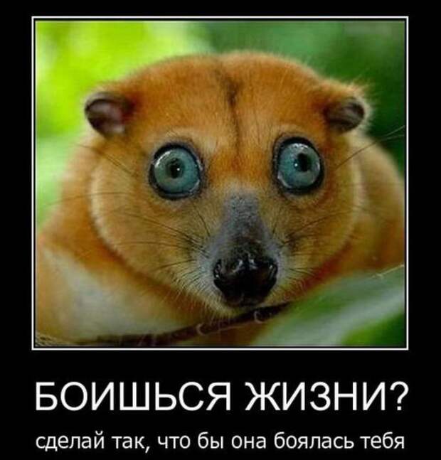 Свежая подборка демотиваторов