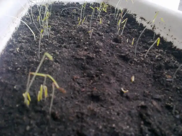 Ростки укропа. Проростки укропа. Проростки тмина. Всход семян укропа. Микрозелень ростки базилика.