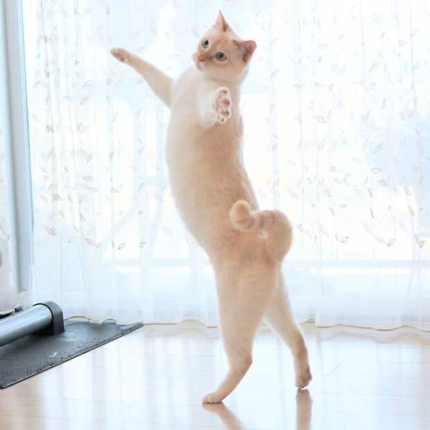 10 клевых фото кота из Японии, который танцует лучше тебя