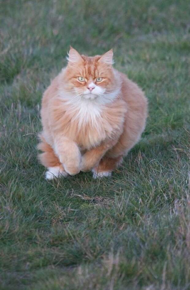 49.  кошка, пушистость, шерсть