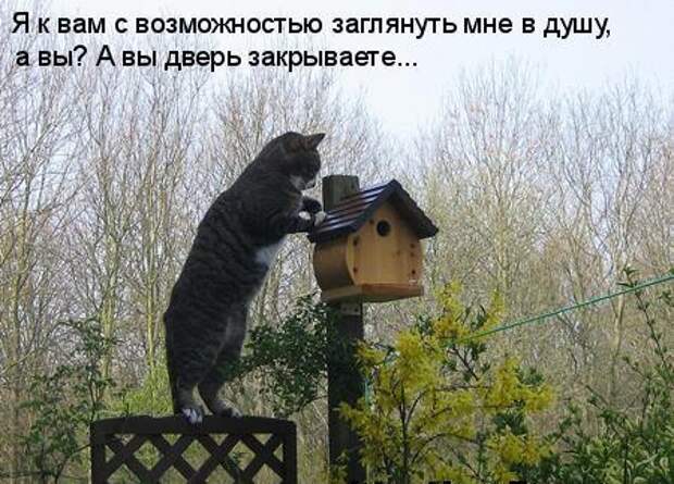Кото матрица 7