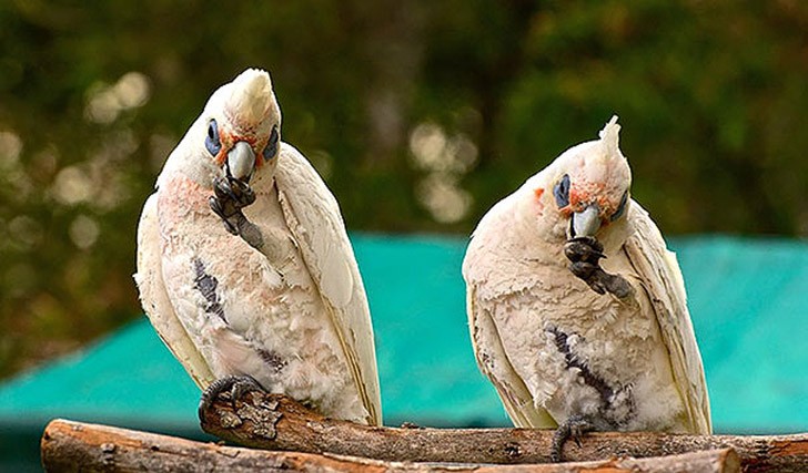 AnimalTwins14
