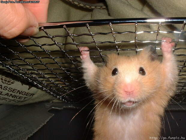 Hamster