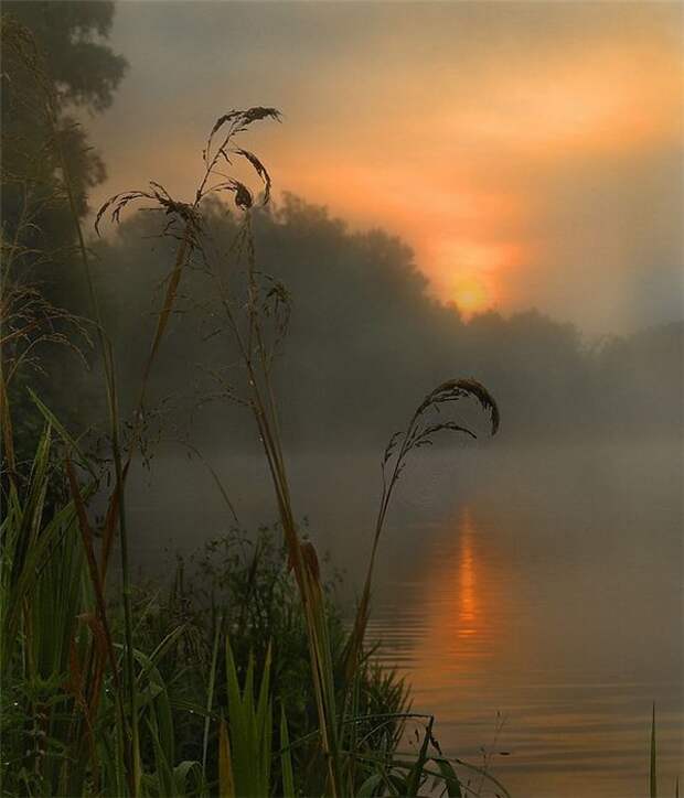 89c73a29a804 (599x700, 54Kb)