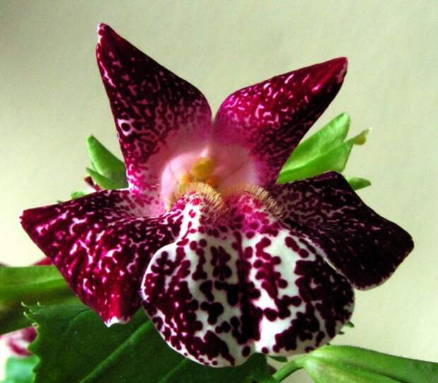 Губастик (Mimulus)