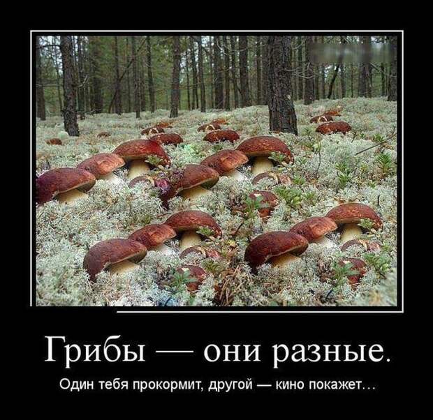 Демотиваторы (30 фото)