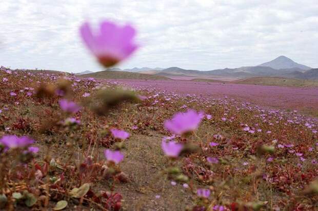 цветы в пустыне Атакама, в пустыне Атакама расцвели цветы, что будет если в пустыне пойдет дождь