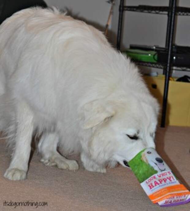 Great Pyrenees - Look Who's Happy