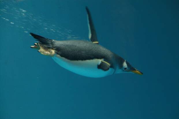 пингвин под водой