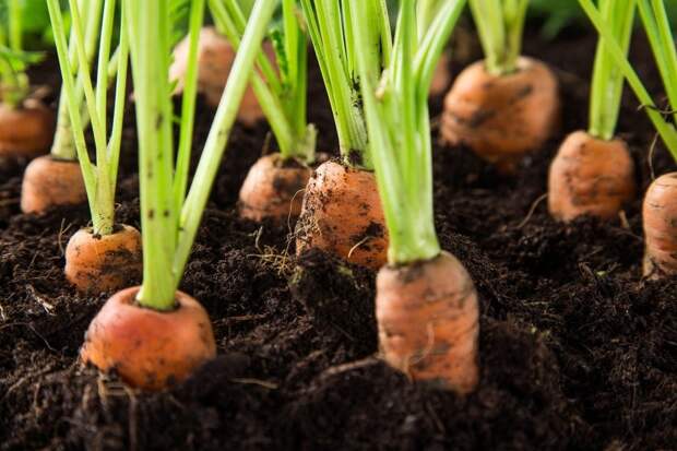 Секрет успешного выращивания моркови: лучший способ полить грядку в июне для обильного урожая