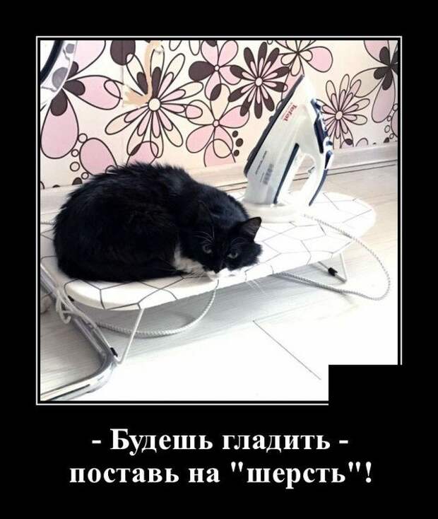 Демотиватор про кота