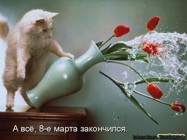Котяры на приколе и их шаловливые друзья (35 фото)
