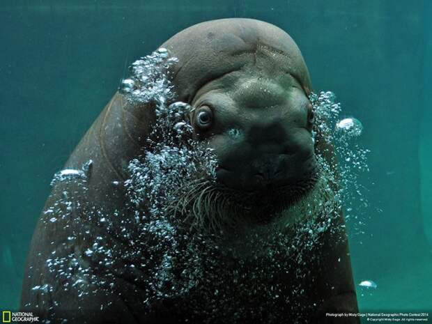 лучшие снимки фотоконкурса National Geographic 2014 морской лев