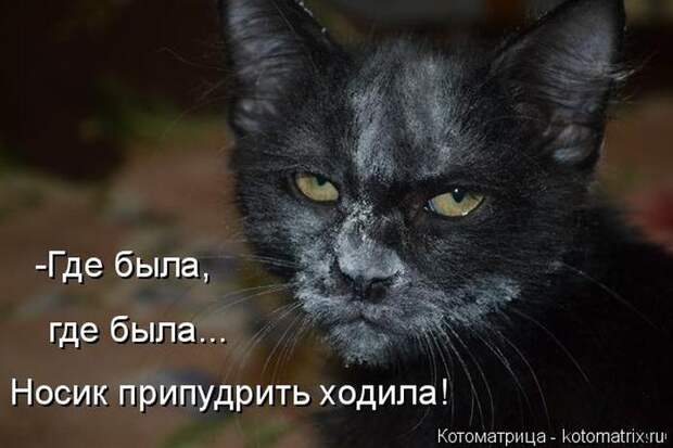 Лучшие котоматрицы недели (50 фото)