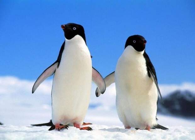 6. Пингвины животные, природа