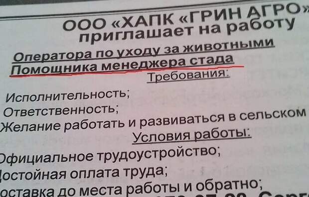 Пастухи нынче не в моде вакансия, объявление, прикол, работа, смех, юмор