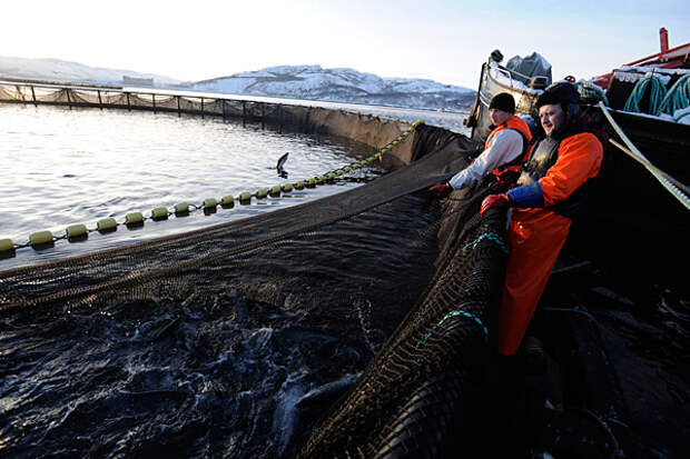 Разведение семги в Мурманской области. Фото: Лев Федосеев / ИТАР-ТАСС