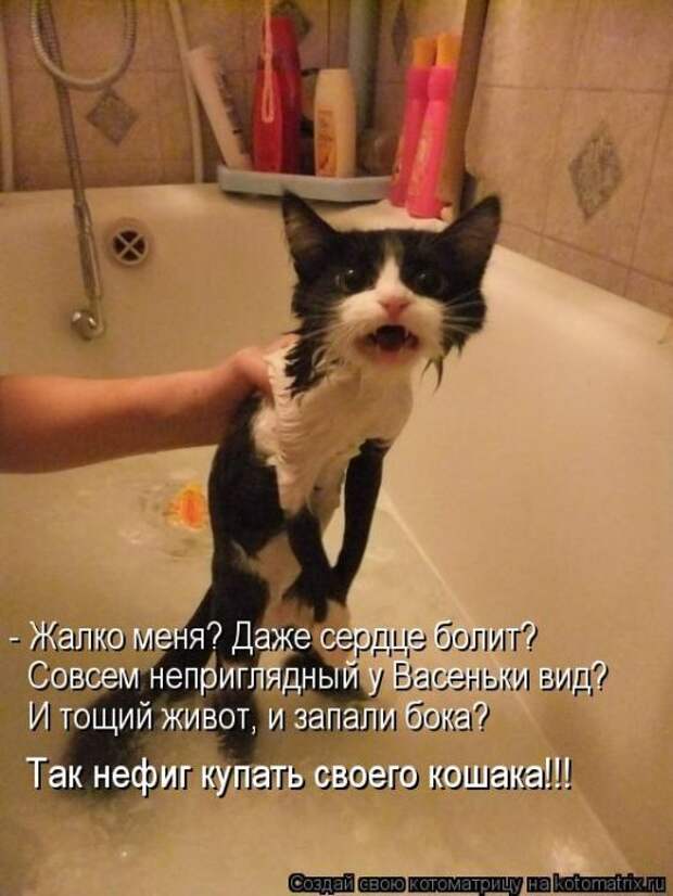 Котоматрица №36