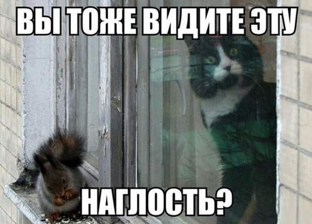 Фотоподборка среда 22.04.15 девушки, коты, юмор