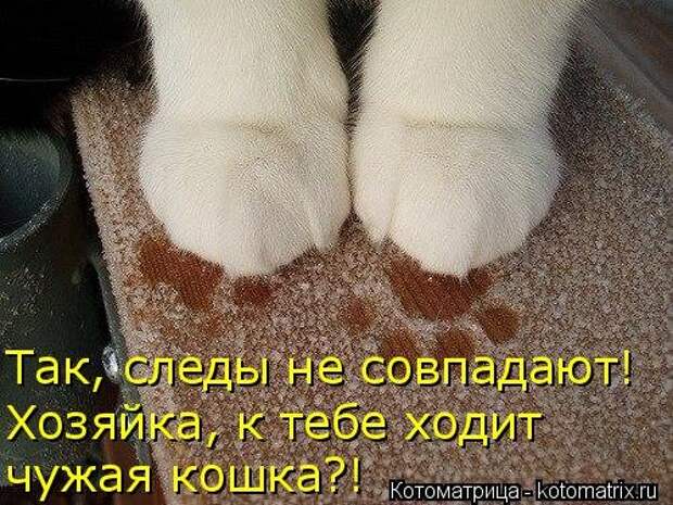 Новая котоматрица на Бугаге (39 фото)