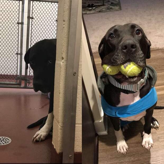 15 вещей, которые случатся с каждым, кто заведет себе собаку