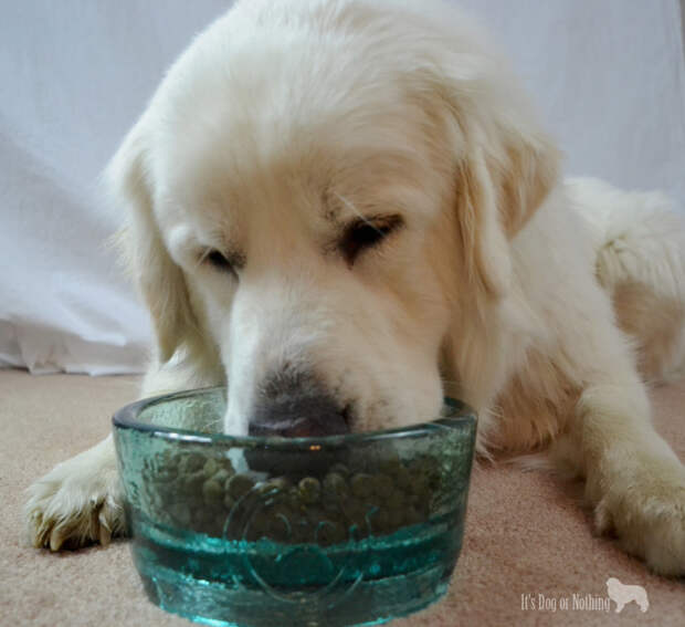 Great Pyrenees eating Only Natural Pet's Canine PowerFood in PawNosh bowl