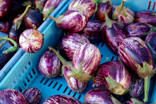 Pollenca Eggplants